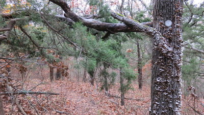 Be wary of Low overhanging branches ....as they can cause head injuries .