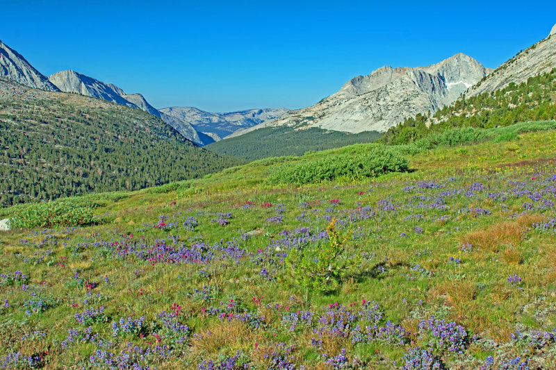 Looking down French Canyon from about 1/2 mile below Pine Creek Pass.