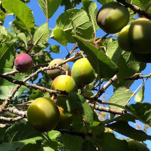 American Plum Tree