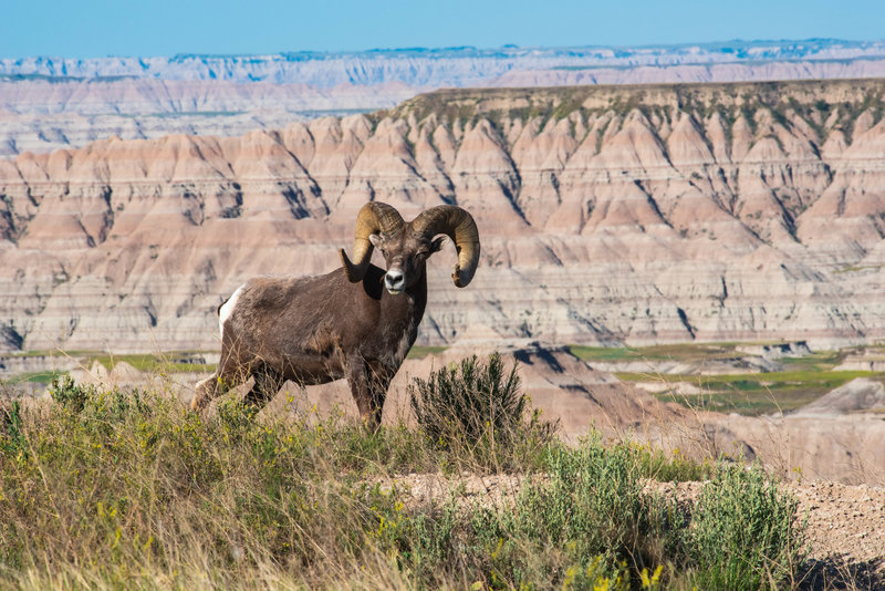 Big Horn on the edge