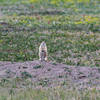 Prairie dog