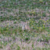 Prairie dogs are all over the place.