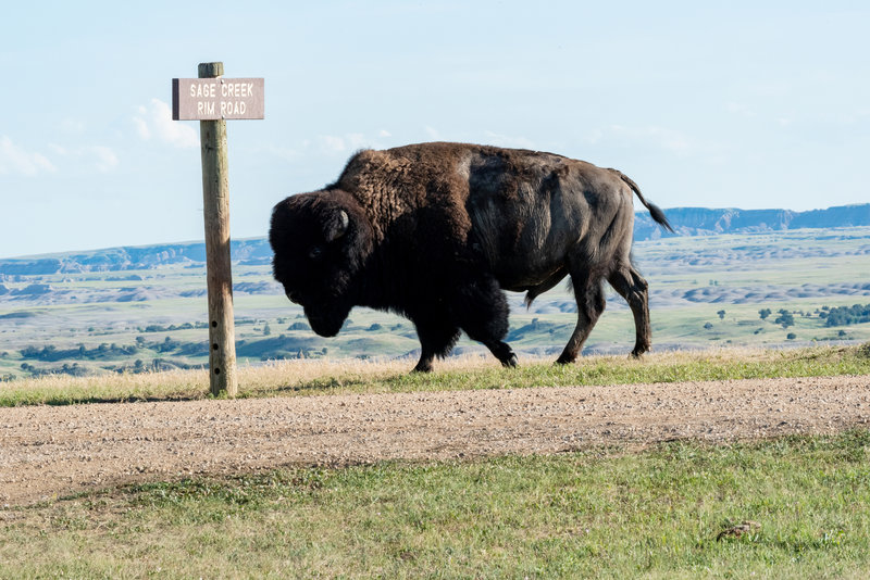 Buffalo looking for a scratching post at Sage Creek Rim Road.