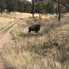 Bison right on the trail!