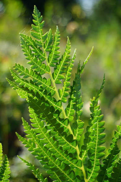 Many species of fern on the trail.