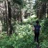 Walking the forest canopy.