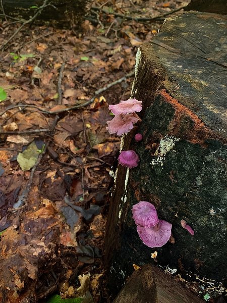 Some of the many kind of mushrooms you'll find along the trail.