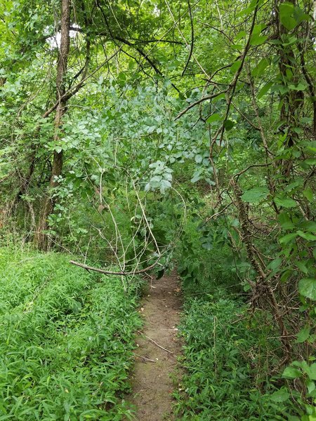 Singletrack with overhanging foliage.