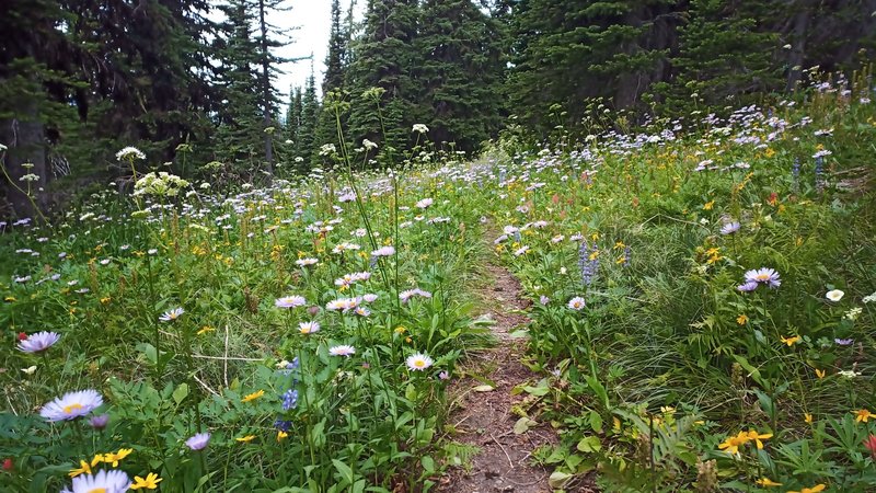 Wildflowers