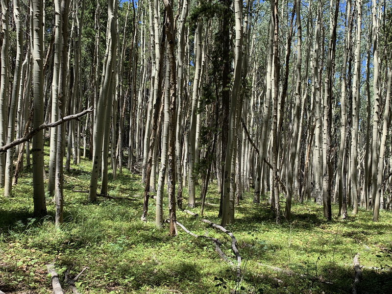 Aspen grove on the Quakey Mountain Trail