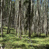 Aspen grove on the Quakey Mountain Trail