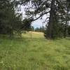 Ponderosa pine stands in the meadows of Buck Mountain.