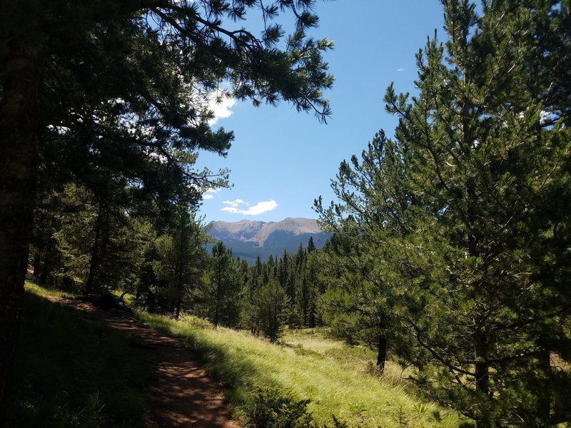 Peeking through the trees at Pikes Peak.