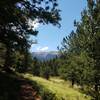 Peeking through the trees at Pikes Peak.