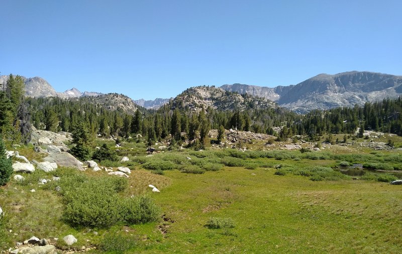 A pretty high meadow, elevation about 10,000 feet., along Highline Trail, with a backdrop of Wind Rivers peaks.