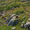 Marmot (yellow-bellied) amid the wildflowers, mostly lilac asters, in Bald Mountain Basin.