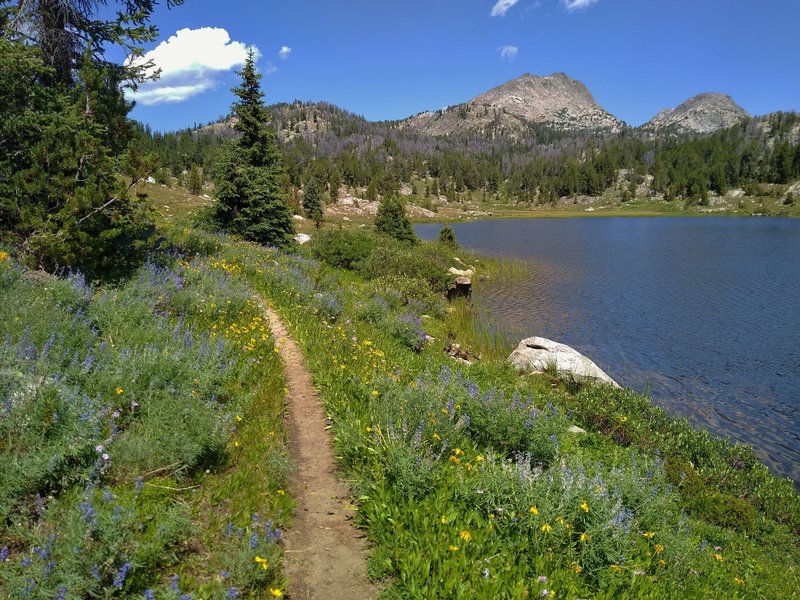 Flowers and more flowers - blue lupine and yellow arnica, at August Lake in early August along the CDT/Fremont Trail in the Wind River Mountains, so pretty...