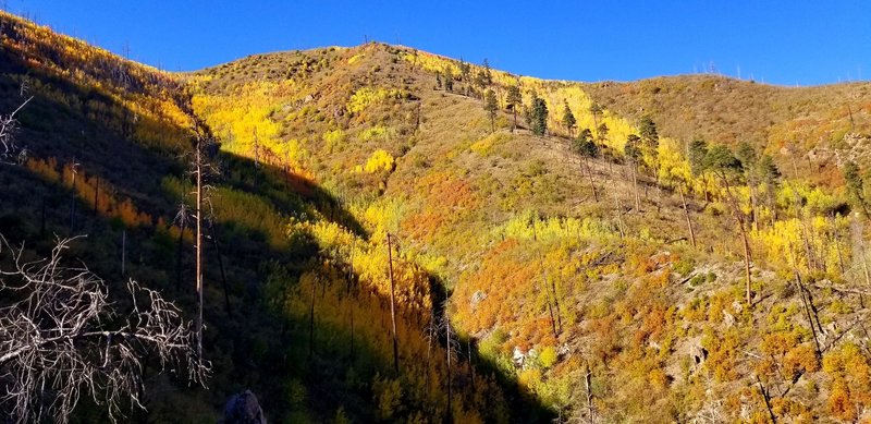 Fall colors along North Mitchell Trail. October 2018.