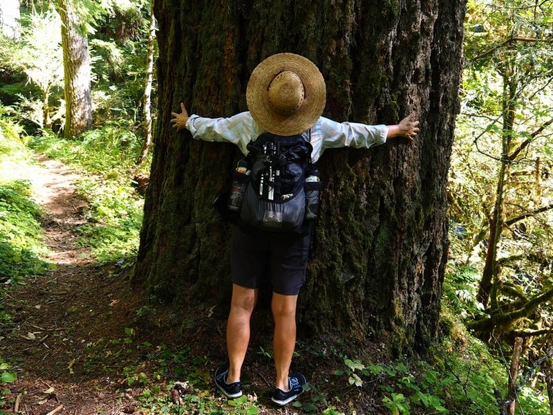 Old-growth tree along Cow Creek