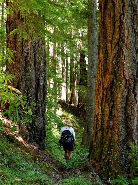 Passing between two 7+ feet in diameter old-growth trees