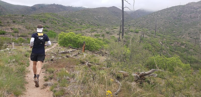 Running along the ridge of the re-routed Mitchell Trail. Prior to 2014, the Mitchell Trail used to be in the canyon to the right in this photo. May 2019.