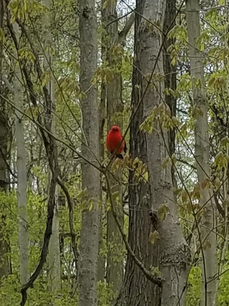 Scarlet Tanager, spring 2020