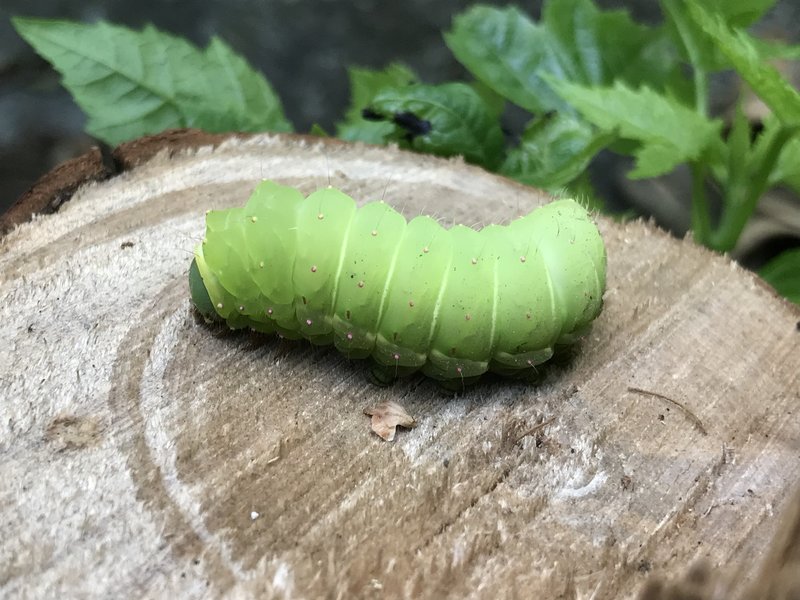 Luna Moth Caterpillar.