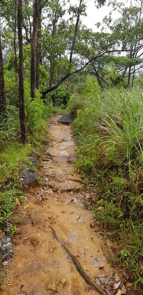 Early part of trail leading to the first peak.