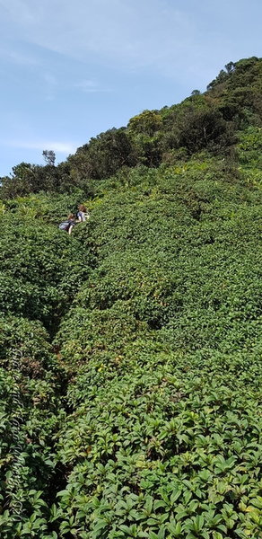 Overgrown trail back to Peak 2