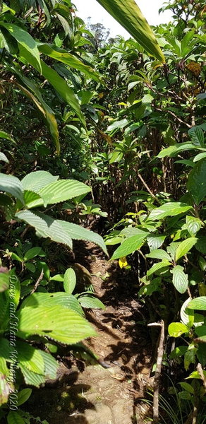 Overgrown trail back to Peak 2