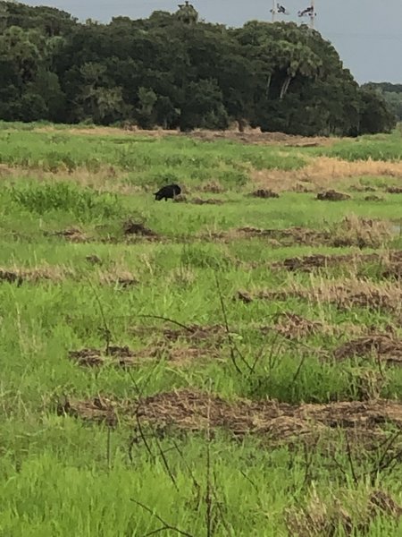 Mid August 2020 wild hog