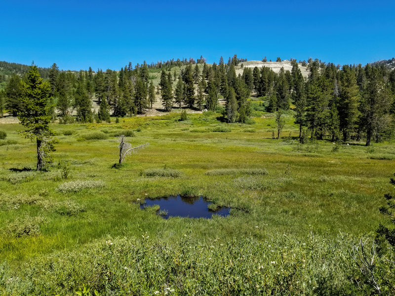 Tahoe Meadows