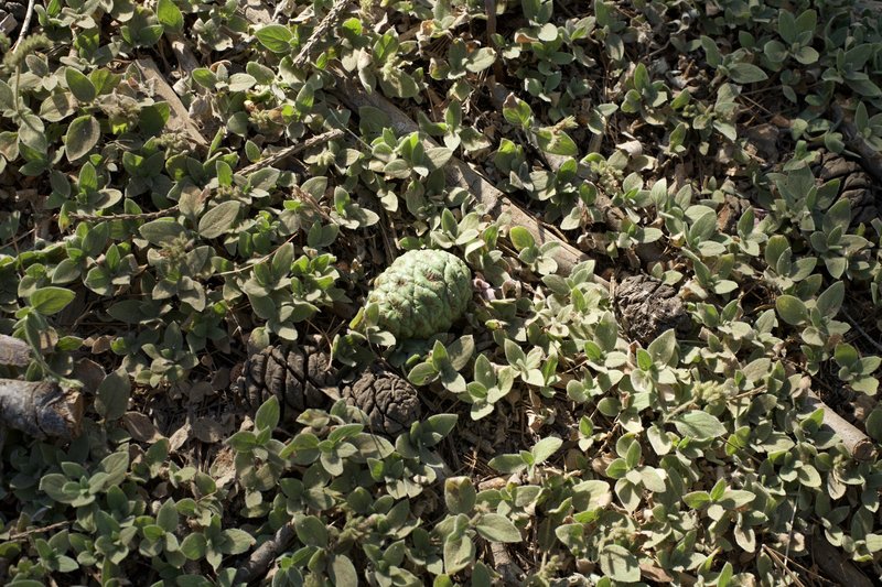 Even though Giant Sequoias are huge, their cones are tiny.  Cones can be seen along the trail throughout the year.