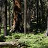 You can see fire damage to the sequoia trees along the trail.  Some trees are still standing, but others have fallen or are just remains of large trees.