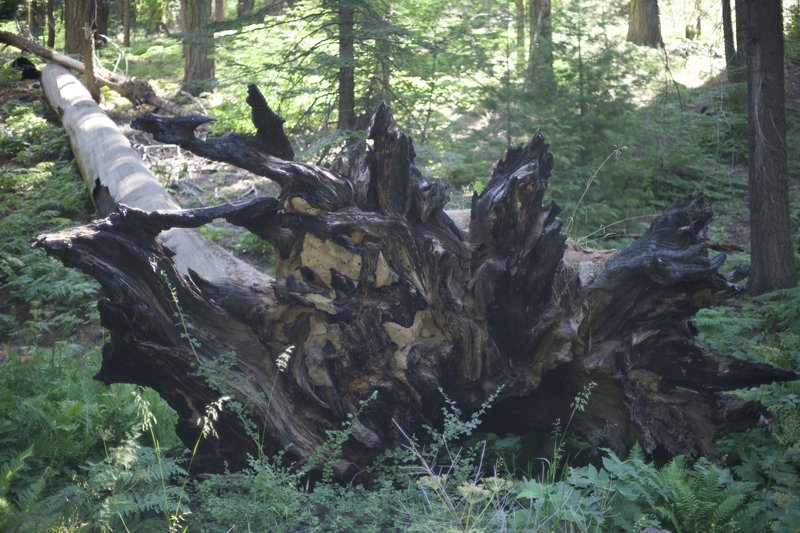 Not all of the sequoias along the trail are standing.  Sometimes these giants fall, and you can see the root systems and get up close to these giants.