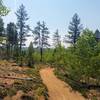 Young Aspens regrowing after the Hayman Fire.