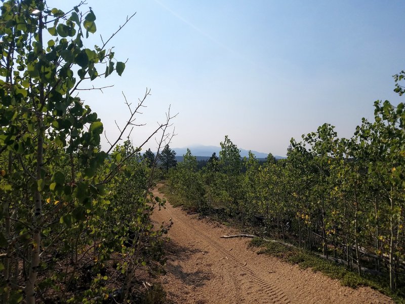 Young Aspens growing back after Hayman Fire.