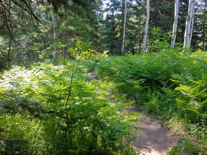 Ferns along trail