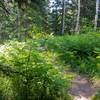 Ferns along trail