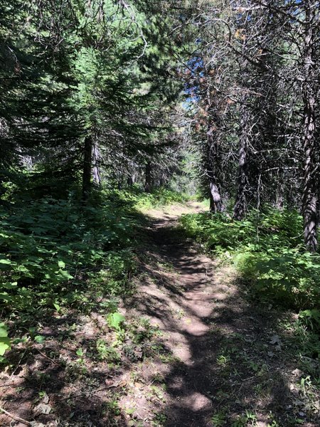 A wonderful shaded forested section of the trail