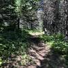 A wonderful shaded forested section of the trail