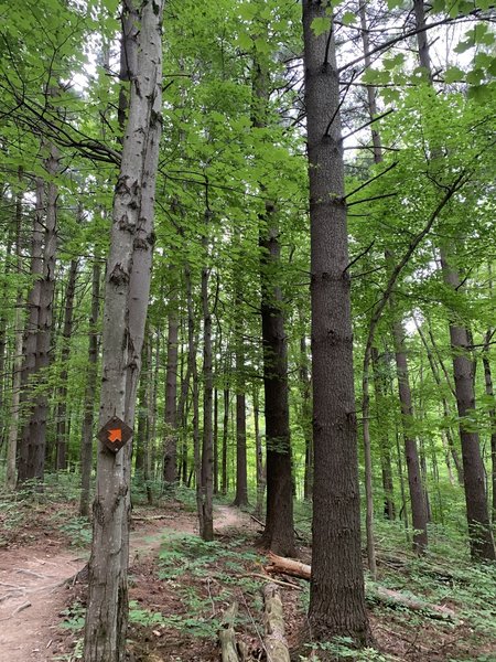 Sugarbush Trail