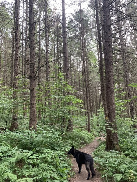 A trail dog leads the way along Yellow 5 through the forest.