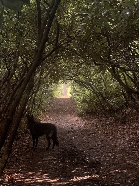 Some of the trails in Hickory Run take you through enchanting tunnels of tree canopy.