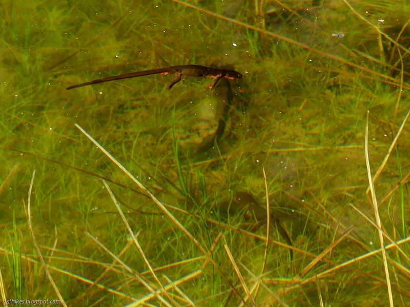 Rough skinned newts in one of the many ponds along Boundary Trail.