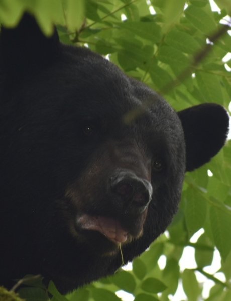 Mama bear in a tree