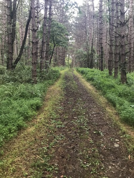 Wide Trail