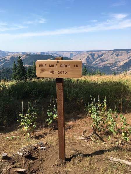 View to the west at the junction of Ninemile Ridge Trail with the Umatilla Rim Trail