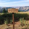 View to the west at the junction of Ninemile Ridge Trail with the Umatilla Rim Trail