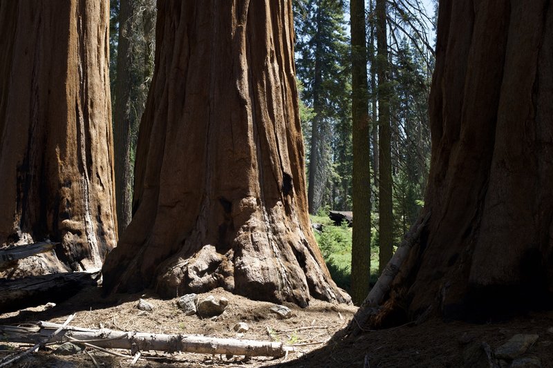 Even though the trail features the Dead Giant, you can get up close with other Giant Sequoias.  They're everywhere!